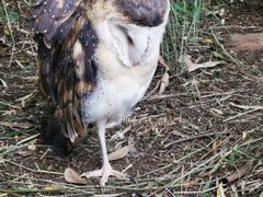 -费瑟代尔野生动物园