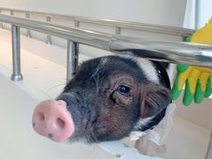 -怪兽屋·羊驼·猫咖·狗咖(俊华广场店)