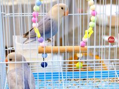 -中环花鸟鱼虫市场