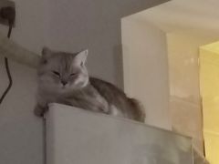 -特一安24小时宠物医院·骨科·中兽医