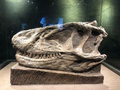 -自贡恐龙博物馆