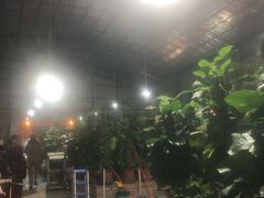 -石岐乳鸽村(桥观坊南四巷店)