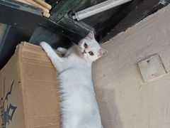 -猫色咖啡·猫咖
