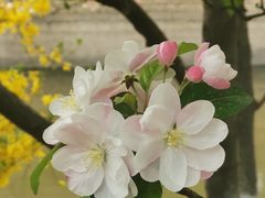 -海棠花溪(元大都城垣遗址公园)