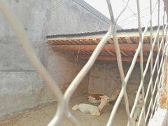 -河北村民俗体验园