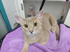-达爱动物医院·犬猫分区·CT·复杂眼科(远洋山水分院)