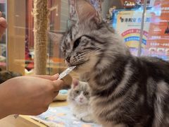 -米乐乖乖猫咪咖啡馆·猫咖(深圳湾后海汇店)