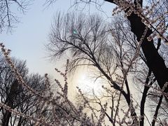 -桃花堤公园