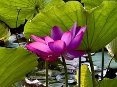-莲花池公园