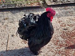 -中环花鸟鱼虫市场