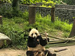 -都江堰中华大熊猫苑