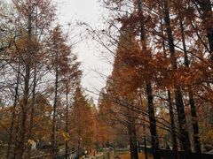 -白水寺森林公园