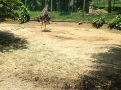 -吉隆坡雀鸟公园
