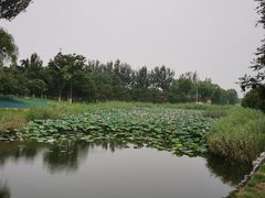 -大兴滨河森林公园