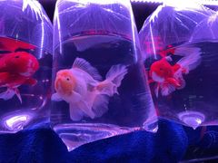 -华声天桥民俗文化园