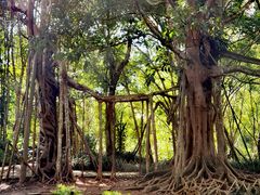 -中国科学院西双版纳热带植物园