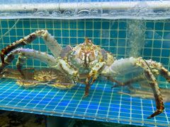 -震海贝烤贝·民俗特色店(延吉总店)