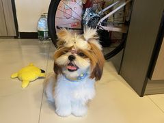 -宠小格时尚宠物生活馆(唐镇店)