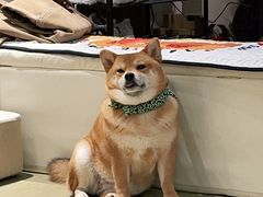 -逗柴咖啡屋·狗咖猫咖宠物桌游