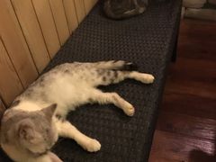 -猫色咖啡·猫咖