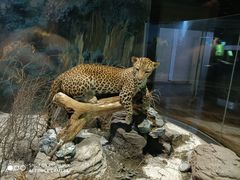 -陕西自然博物馆