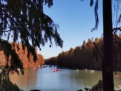 -上海海湾国家森林公园