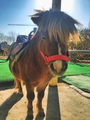 -萌宠亲子动物乐园(槐房万达店)