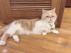 -喵园·猫主题咖啡厅·撸猫·猫咖(国贸店)