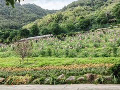 -雁南飞茶田景区