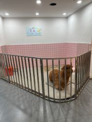 -Moni星球萌宠·小马宝莉·灵蛇·高端高阶全萌宠互动体验俱乐部(红豆国际广场店)