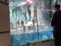 -帝企鹅自助餐厅•儿童岛•真企鹅(长隆企鹅酒店)