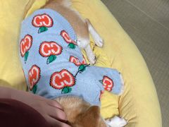 -逗柴咖啡屋·狗咖猫咖宠物桌游