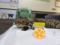 -爱侣宠医·鹦鹉专科·小型哺乳类·异宠专科(灵石路店)