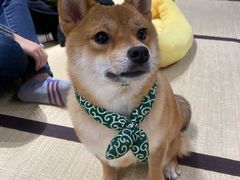 -逗柴咖啡屋·狗咖猫咖宠物桌游
