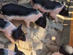 -HERRE·FARM 赫尔露营农场·团建聚会包场