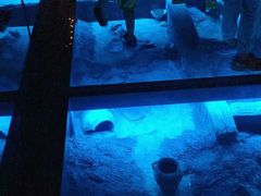 -贝林大翅鲸简餐厅(国家海洋博物馆店)