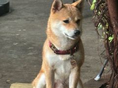 -柴犬高等学院·狗咖·柴犬售卖·宠物训练