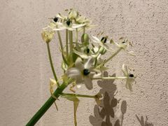-Carmen卡门西班牙餐厅