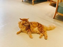 -藏猫猫咖啡主题馆(中央大道店)