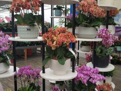 -荷兰花海