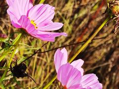 -紫海香堤香草艺术庄园