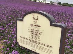 -紫颐香薰山谷景区