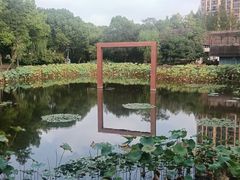 -陈家山荷花公园