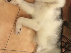 -more than meow吴止猫主题餐厅(承德 中船汇店)