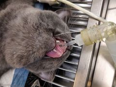 -安安宠医宠物医院·异宠·犬猫内科(岳阳分院)