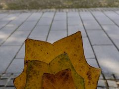 -杭州植物园