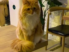 -平行世界·猫咖(首经贸店)