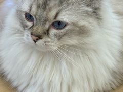 -有喵·猫咖·狗咖·30几只猫10只小狗(岗厦店)