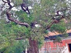 -北京国子监胡同