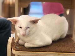 -飞行喵MR PILOT|猫舍·猫咖(静安大融城店)